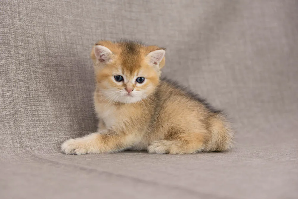 Brit macska - Black Golden Ticked Tabby színnel