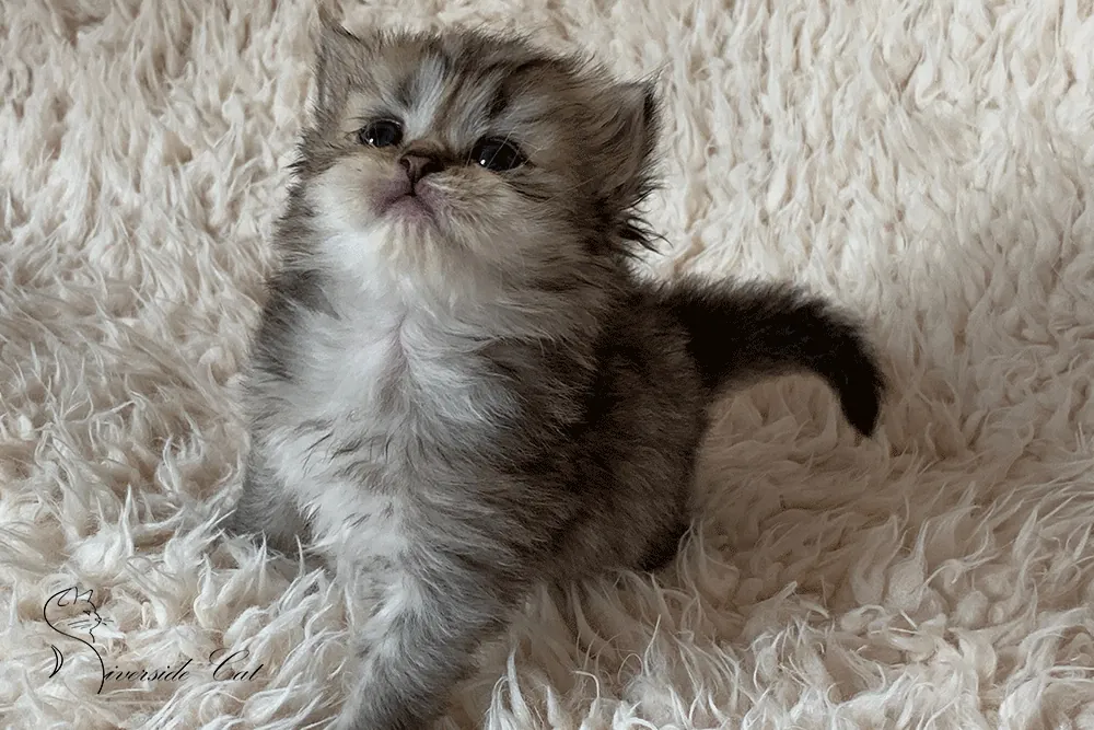 Brit macska - Black Ticked Tabby színnel