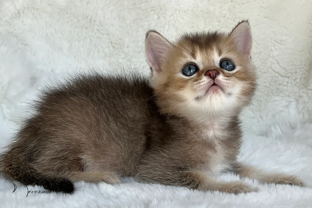 Brit macska - Black Golden Ticked Tabby színnel