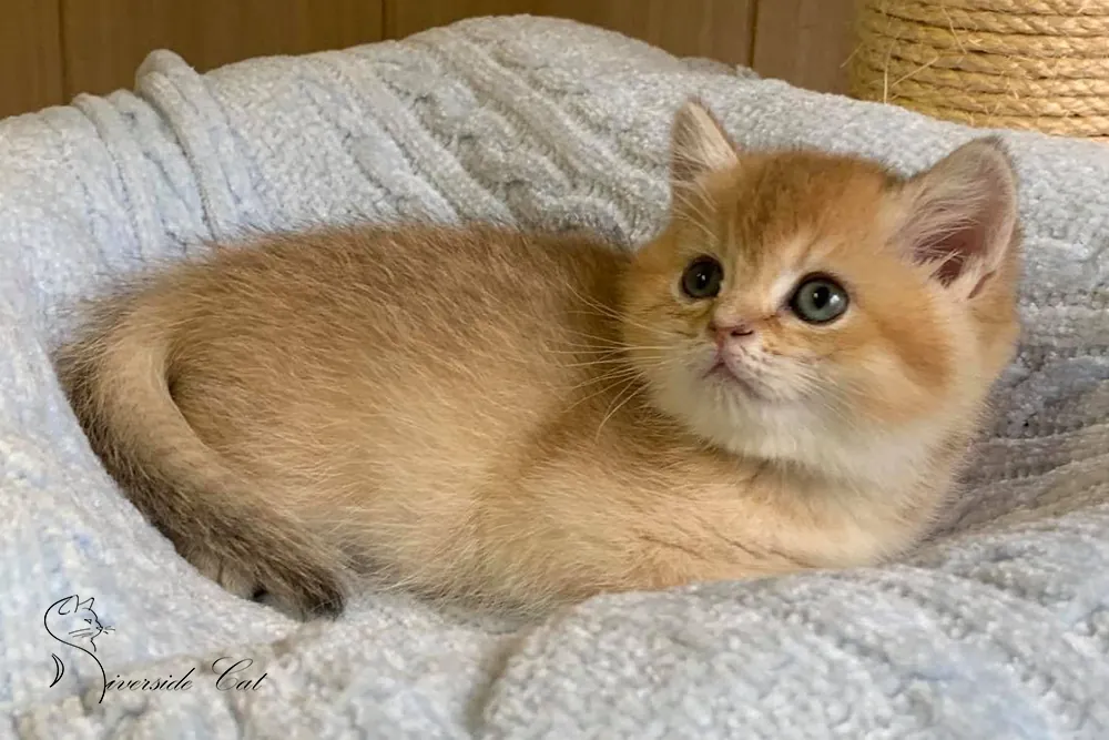 Skót állófülű macska - Black Golden Shaded színnel