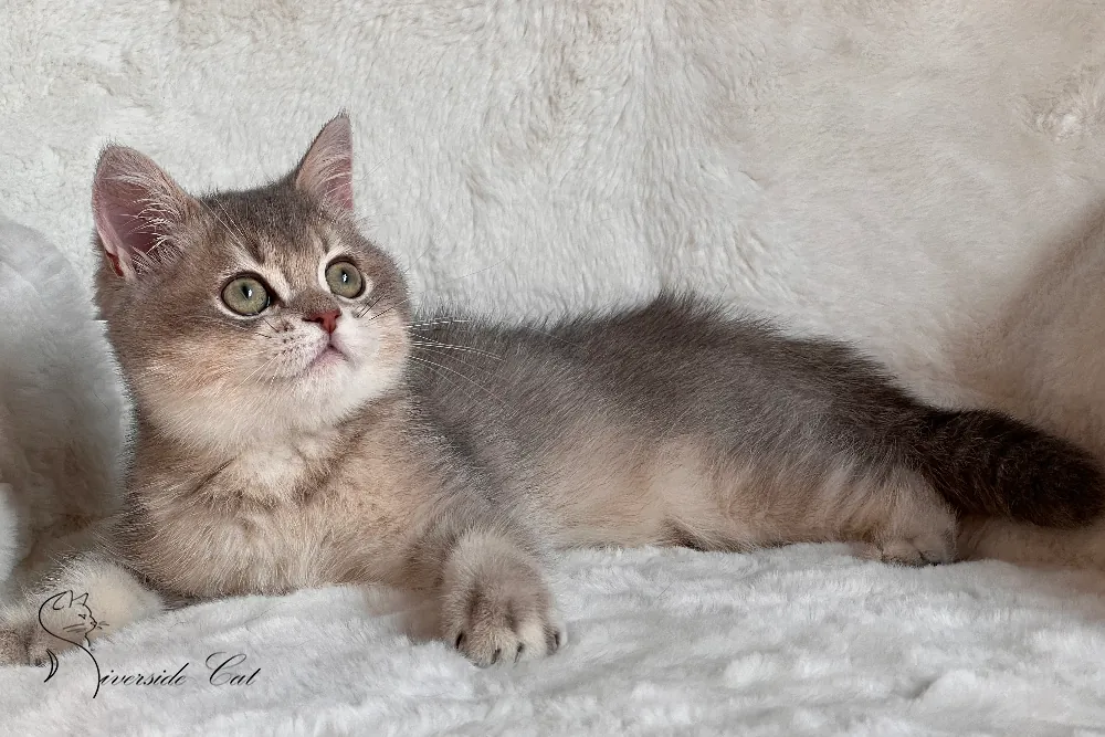 Brit macska - Blue Golden Shaded színnel