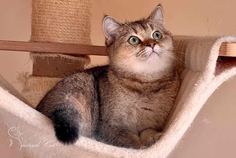 Skót állófülű macska - Black Golden Ticked Tabby színnel