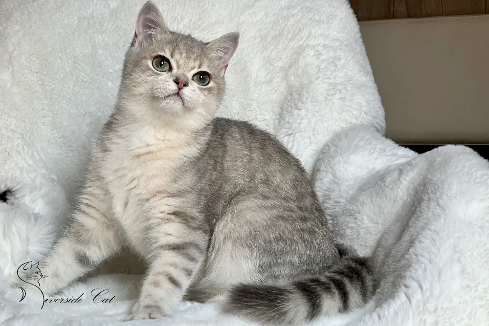 Brit macska - Blue Golden Mackerel Tabby színnel