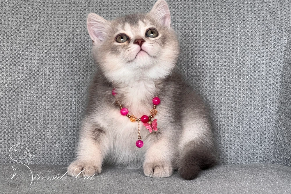 Skót állófülű macska - Blue Golden Ticked Tabby színnel