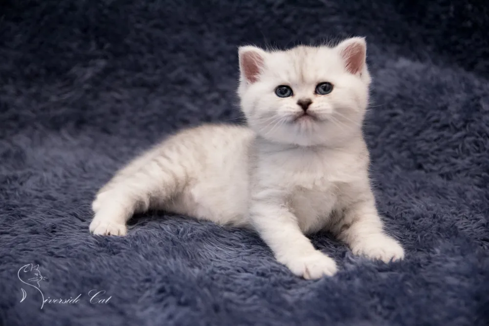 Brit macska - Black Silver Shaded színnel