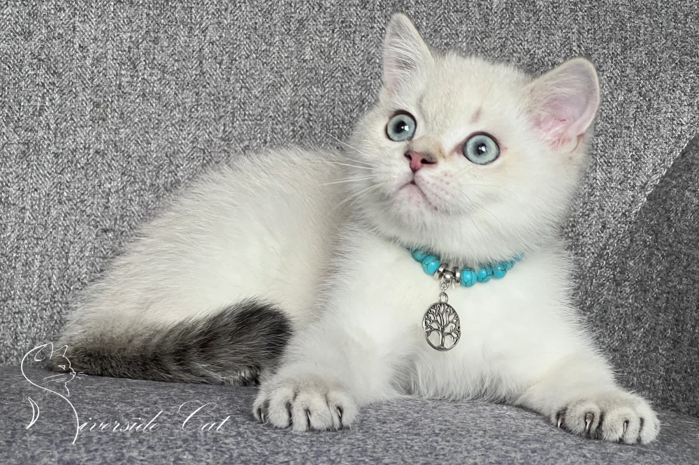 Skót állófülű rövidszőrű macska - Chocolate Golden Tabby Point színnel
