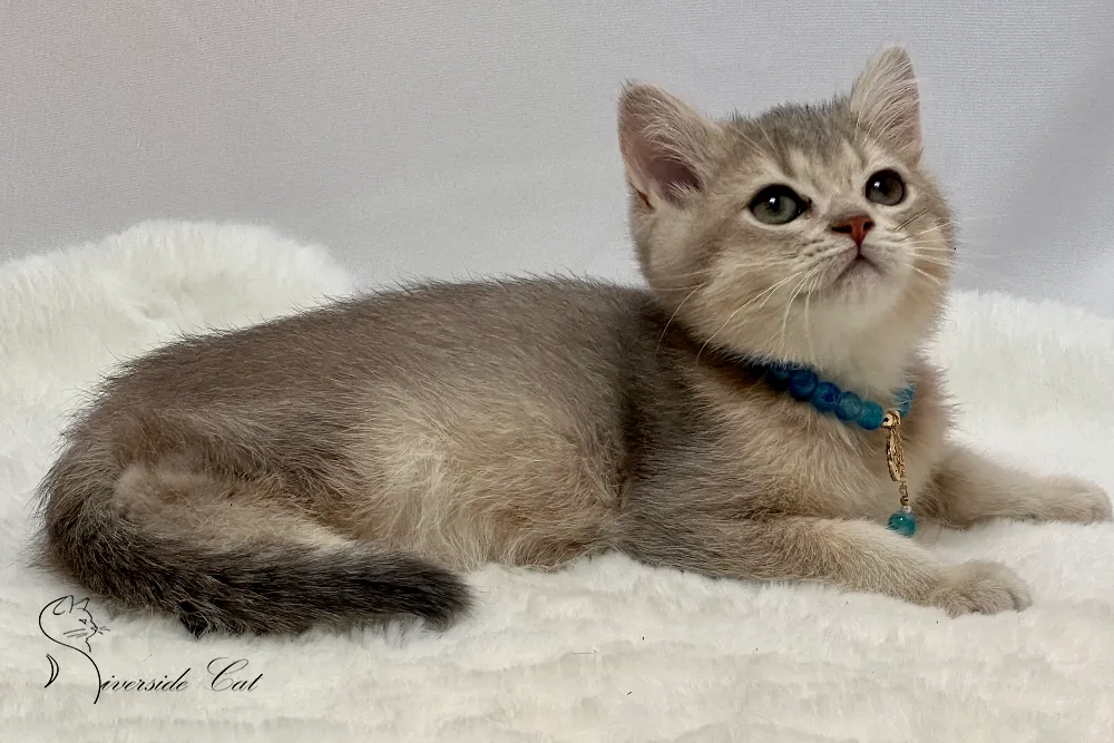 Brit macska - Blue Golden Shaded színnel