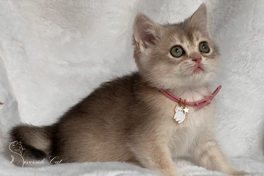 Brit macska - Blue Golden Shaded színnel