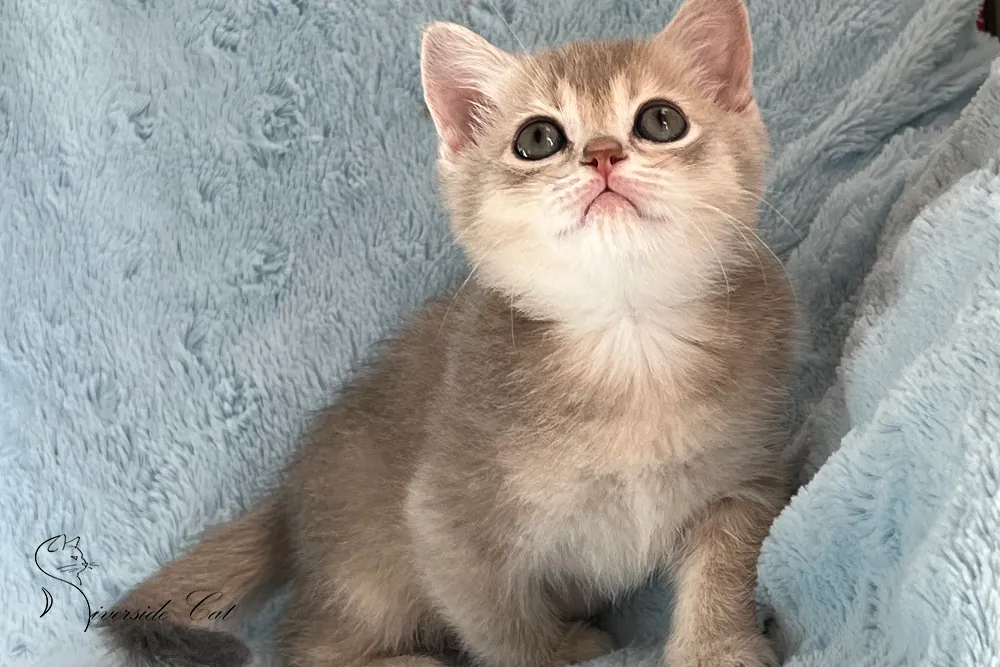 Brit macska - Blue Golden Shaded színnel