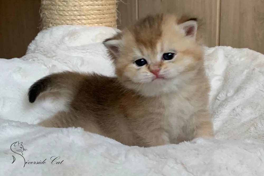 Brit macska - Black Golden Ticked Tabby színnel