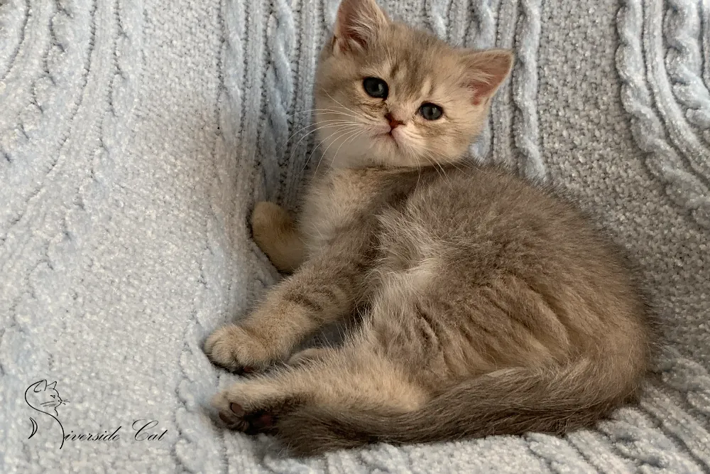 Brit macska - Blue Golden Shaded színnel