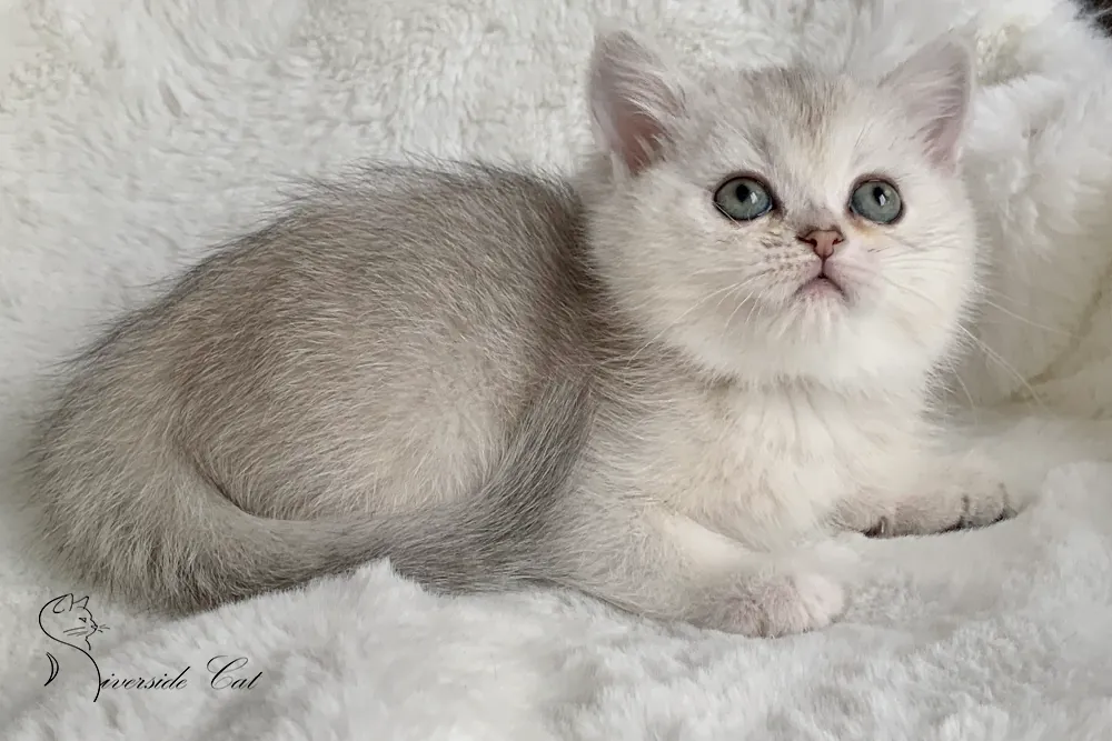 Brit macska - Black Silver Shaded színnel