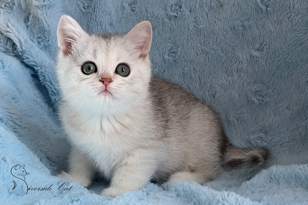 Brit macska - Blue Silver Shaded színnel