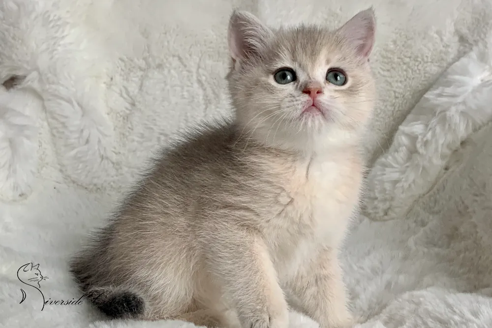 Brit macska - Blue Golden Shaded színnel