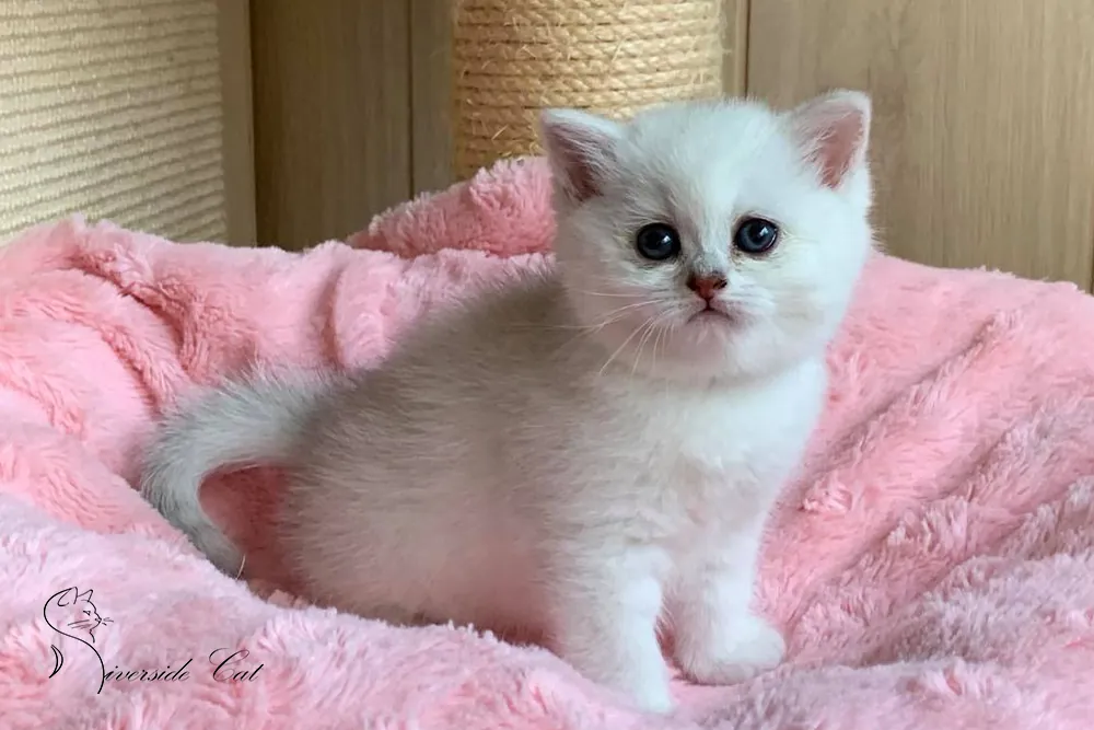 Brit macska - Black Silver Shaded színnel