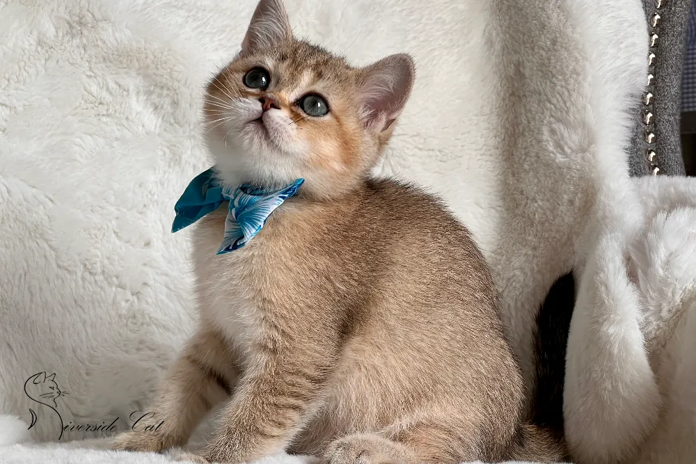 Brit macska - Black Golden Shaded színnel