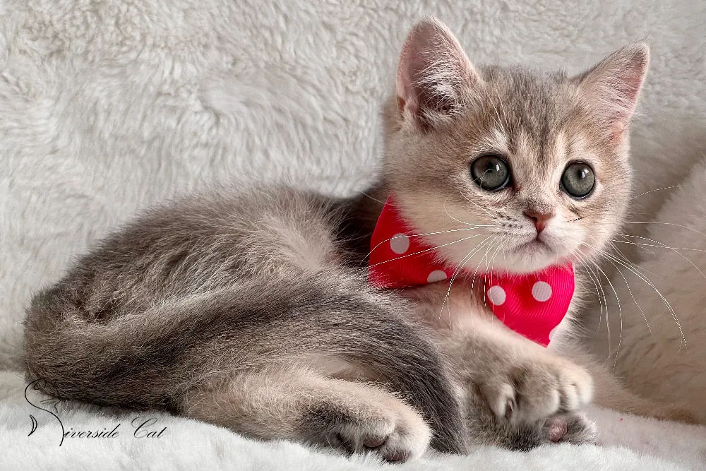 Brit macska - Blue Golden Shaded színnel