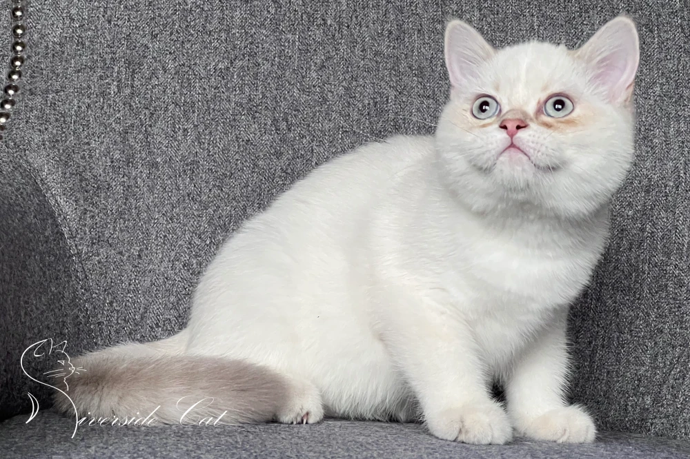 Skót állófülű macska - Lilac Golden Tabby Point színnel