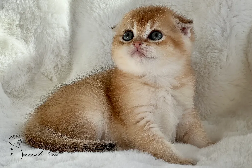 Skót lógófülű macska - Chocolate Golden Shaded színnel