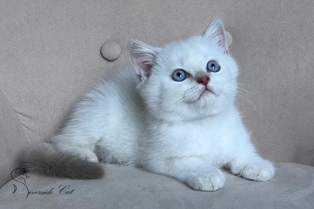 Skót állófülű macska - Lilac Golden Shaded Point színnel