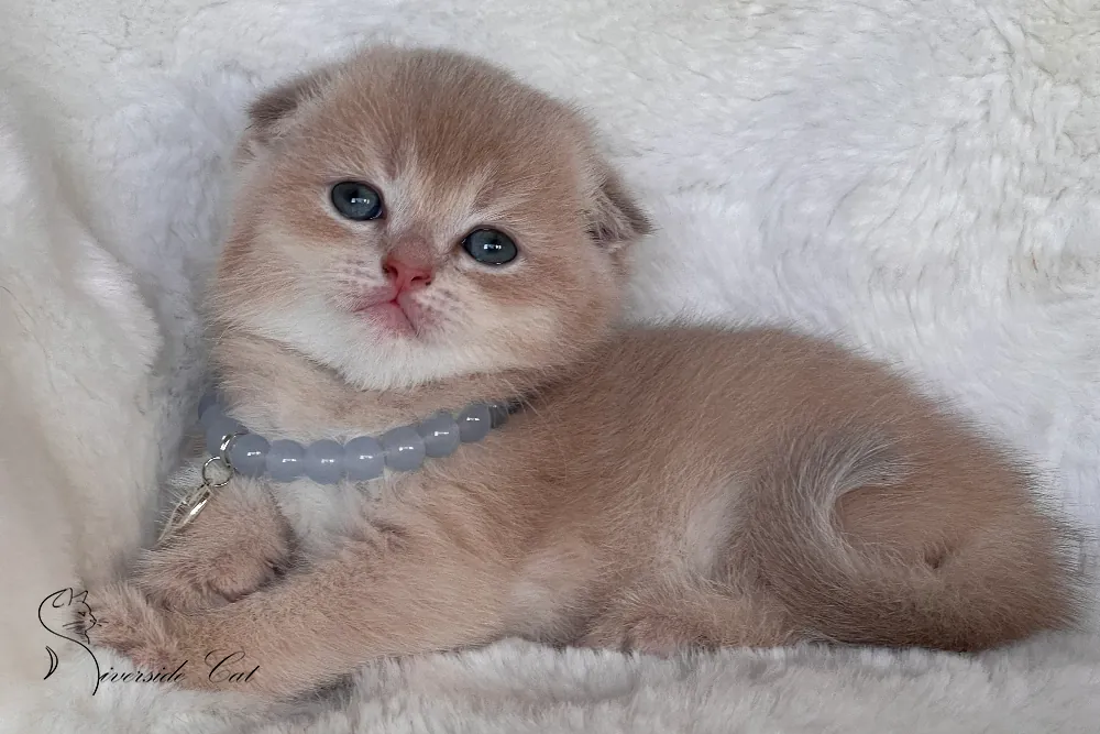 Skót lógófülű macska - Lilac Golden Shaded színnel