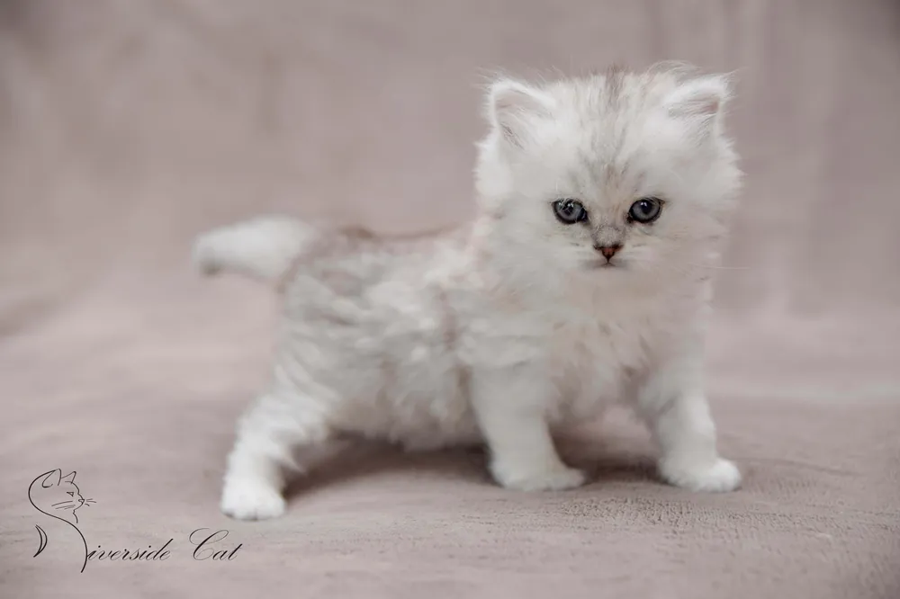 Brit macska - Black Silver Shaded színnel