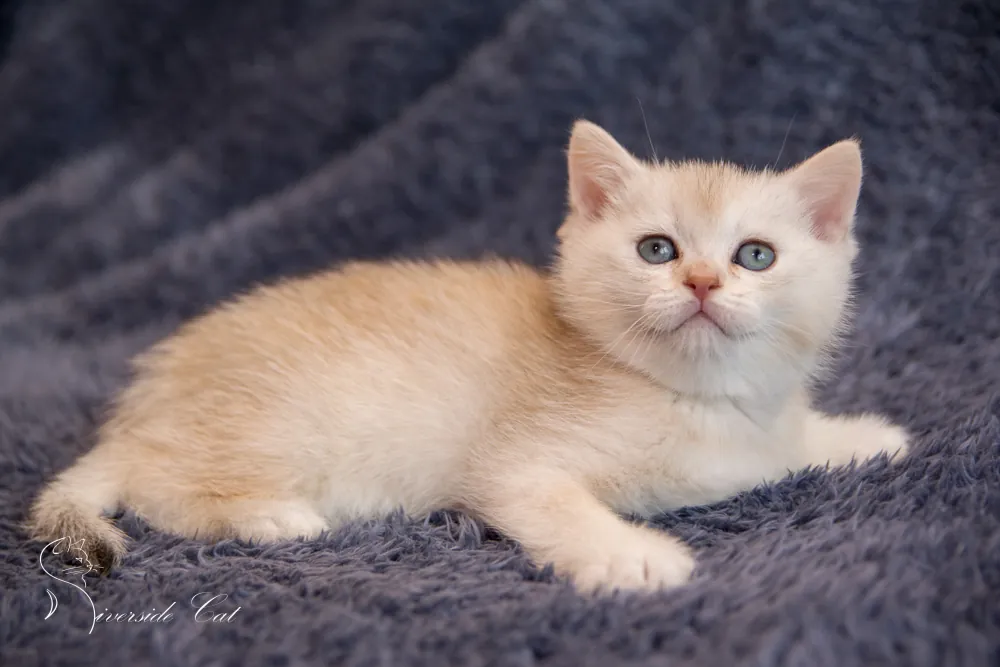 Brit macska - Black Silver Shaded színnel