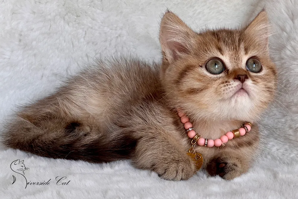 Skót állófülű macska - Black Golden Mackerel Tabby színnel