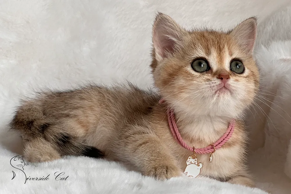 Brit macska - Black Golden Mackerel Tabby színnel