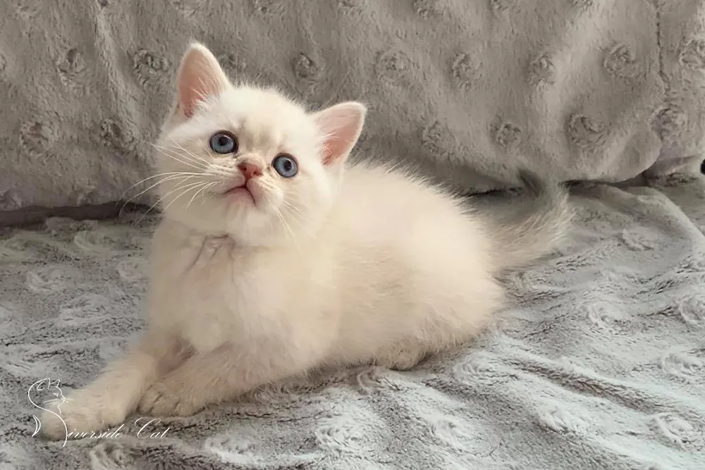 Brit macska - Blue Golden Shaded Point színnel