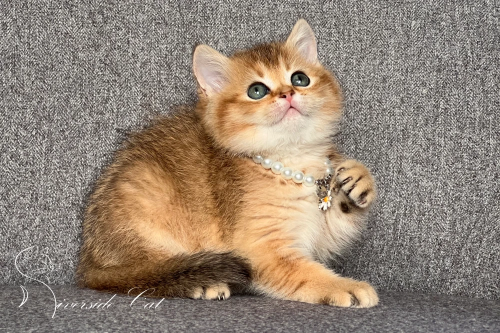 Skót állófülű rövidszőrű macska - Chocolate Golden Ticked Tabby színnel