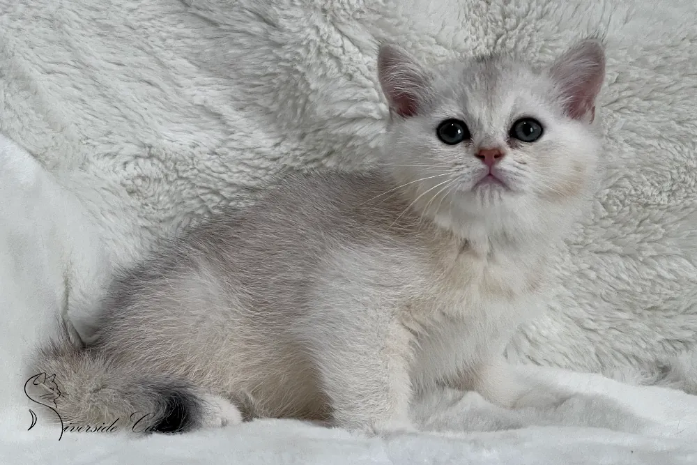 Brit macska - Black Silver Shaded színnel