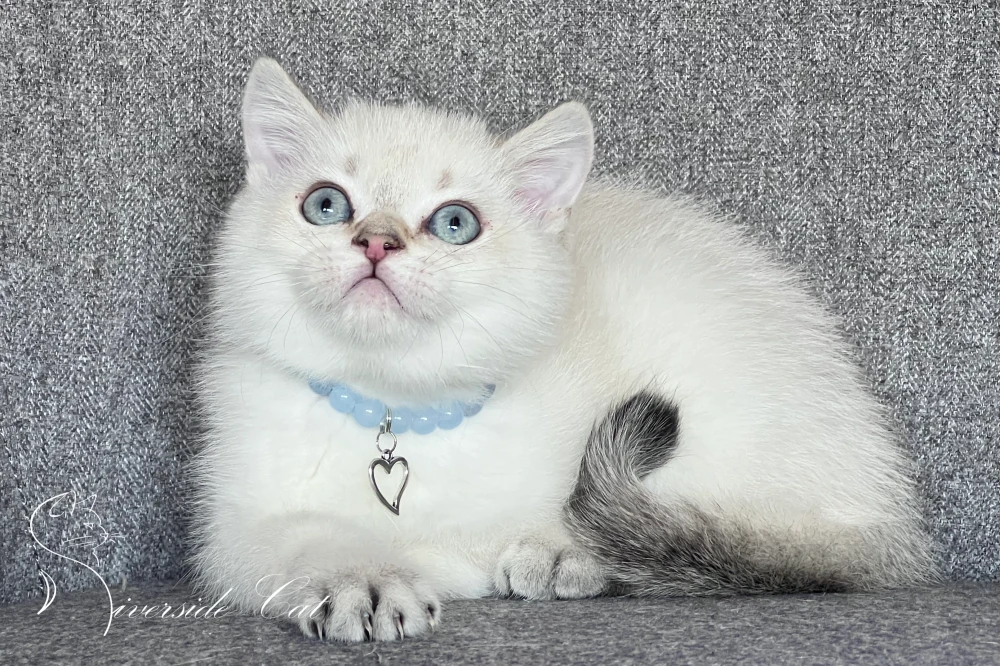 Skót állófülű rövidszőrű macska - Chocolate Golden Tabby Point színnel