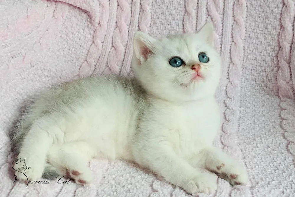 Brit macska - Blue Silver Shaded színnel