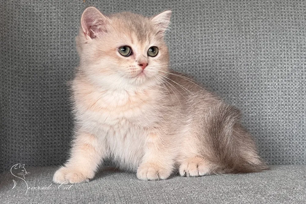 Skót állófülű macska - Blue Golden Shaded színnel