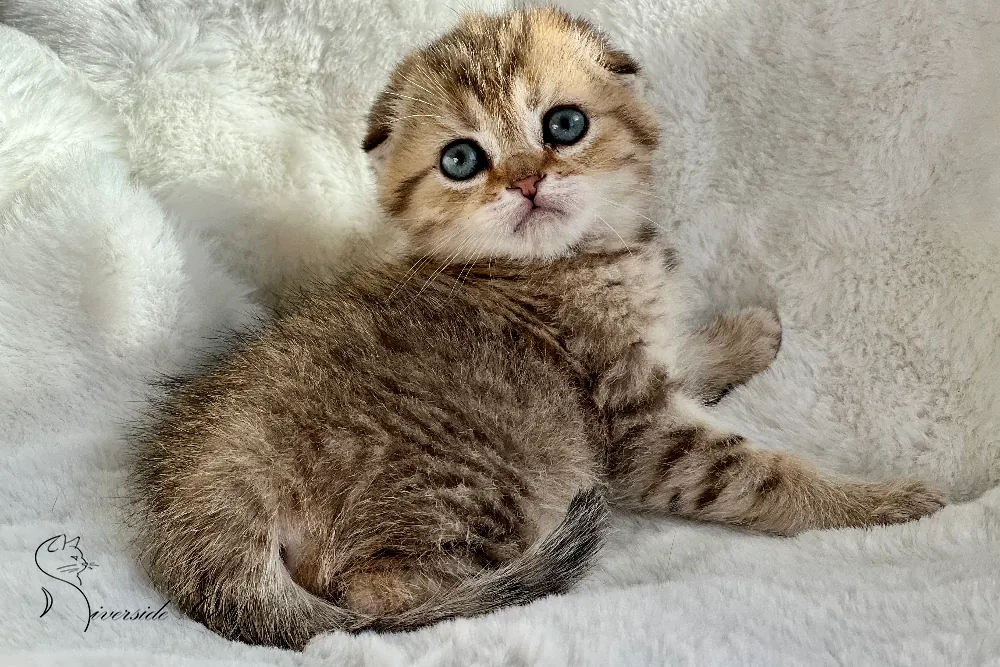 Skót lógófülű macska - Black Golden Mackerel Tabby színnel
