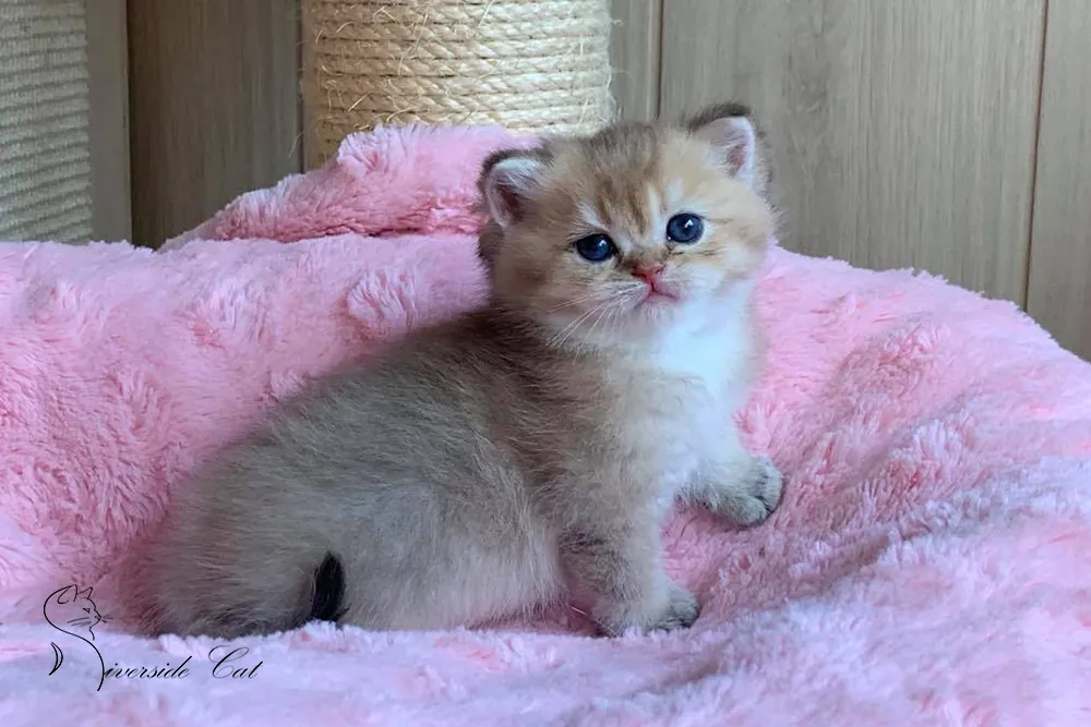 Brit macska - Black Golden Shaded színnel