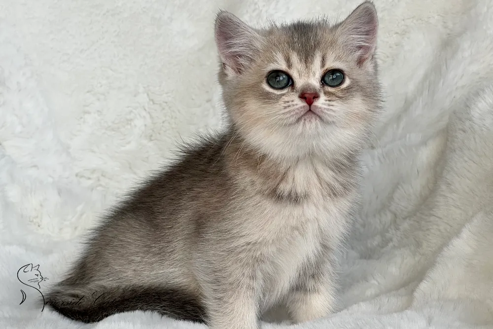 Brit macska - Blue Golden Shaded színnel