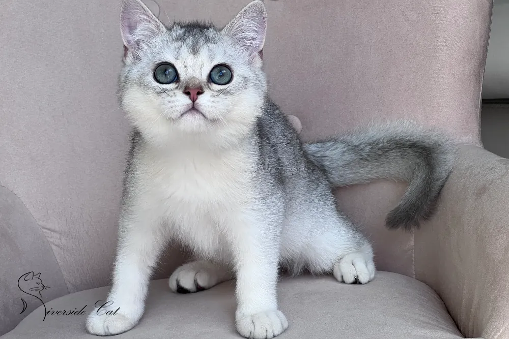 Brit macska - Black Silver Shaded színnel