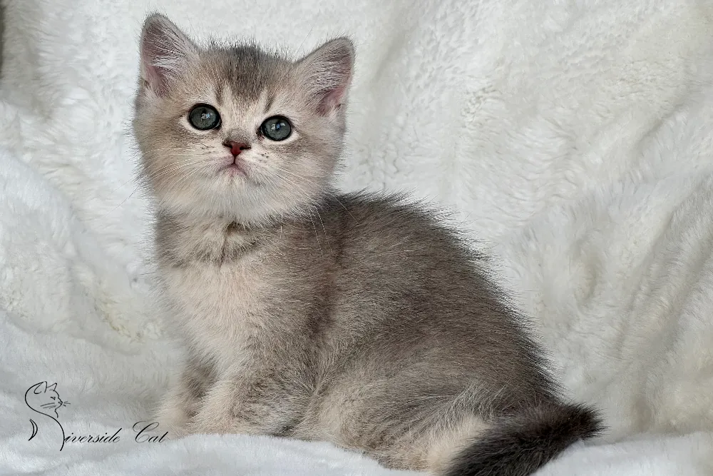 Brit macska - Blue Golden Shaded színnel