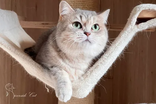 Brit macska - Blue Golden Mackerel Tabby színnel