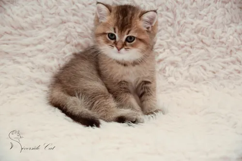 Brit macska - Black Golden Ticked Tabby színnel