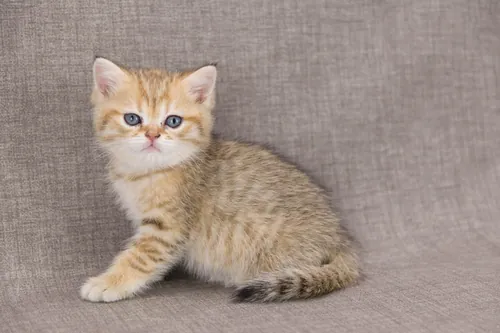 Brit macska - Black Golden Shaded színnel