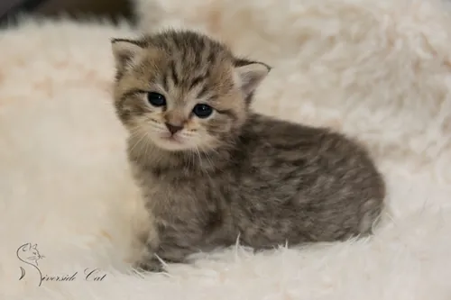 Brit macska - Black Mackerel Tabby színnel