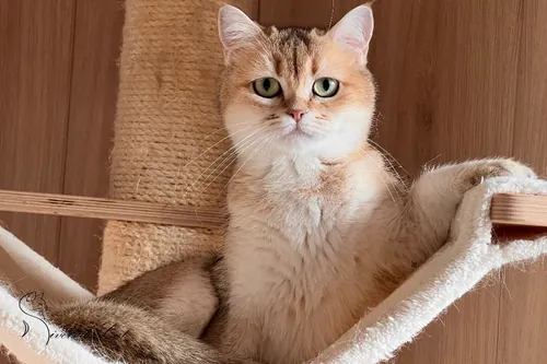 Brit macska - Black Golden Shaded színnel