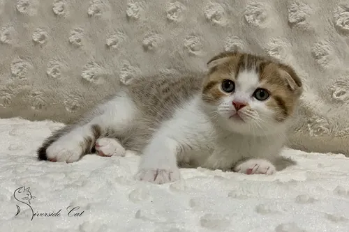 Skót lógófülű macska - Chocolate Van Spotted Tabby színnel