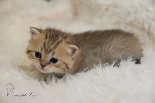 Brit macska - Black Golden Mackerel Tabby színnel