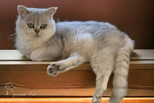 Brit macska - Black Silver Shaded színnel