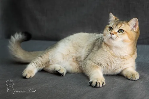 Brit macska - Black Golden Ticked Tabby színnel