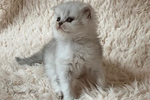 Brit macska - Black Silver Shaded színnel